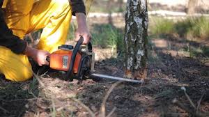 Leaf Removal in Old Westbury, NY